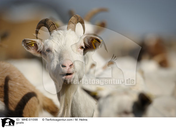 Ziegen / goats / MHE-01098