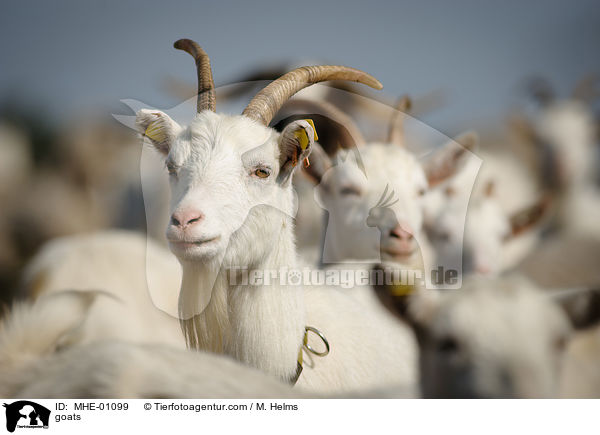 Ziegen / goats / MHE-01099