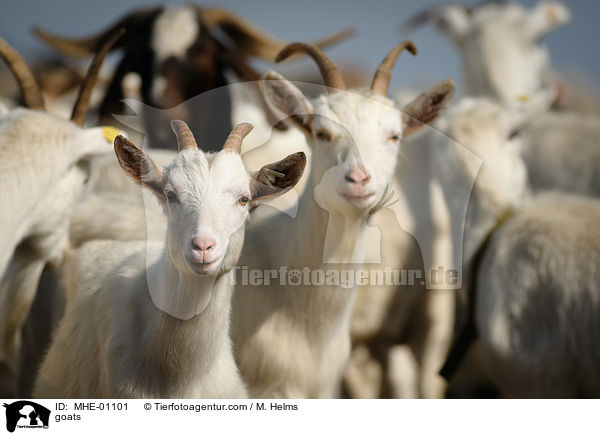 Ziegen / goats / MHE-01101