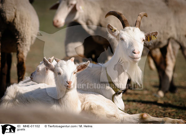 Ziegen / goats / MHE-01102