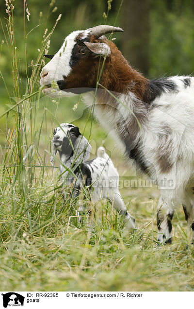 Ziegen / goats / RR-92395
