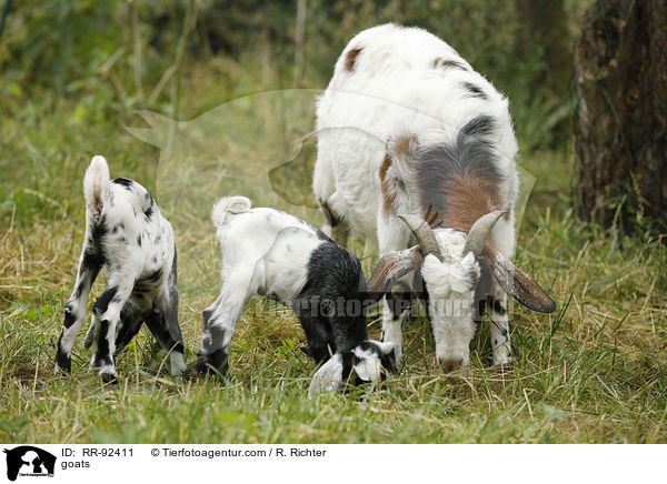 Ziegen / goats / RR-92411