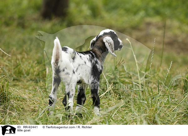 Zicklein / little goat / RR-92441