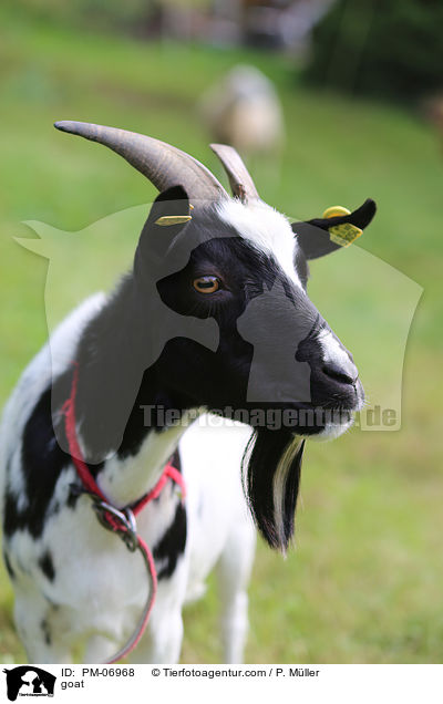 Ziege / goat / PM-06968