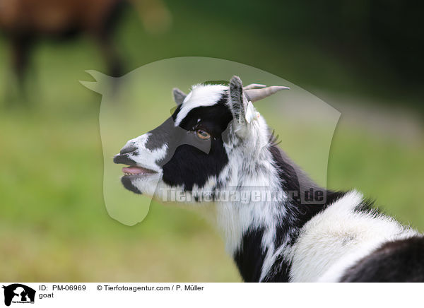 Ziege / goat / PM-06969