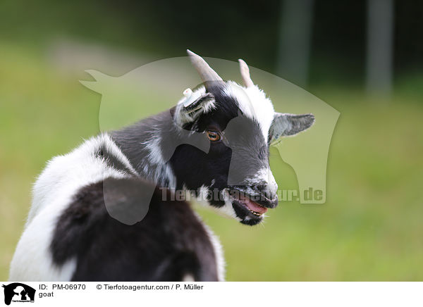 Ziege / goat / PM-06970