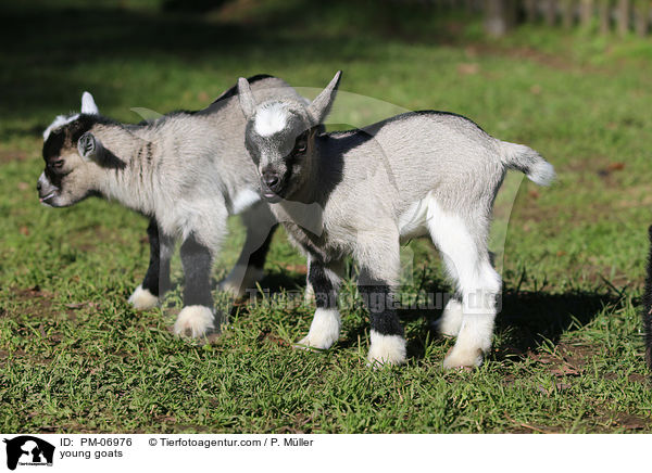 junge Ziegen / young goats / PM-06976