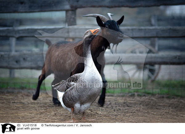 goat with goose / VJ-01518
