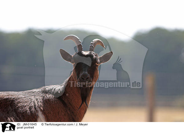 Ziege Portrait / goat portrait / JM-01645