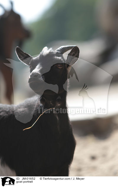 Ziege Portrait / goat portrait / JM-01652