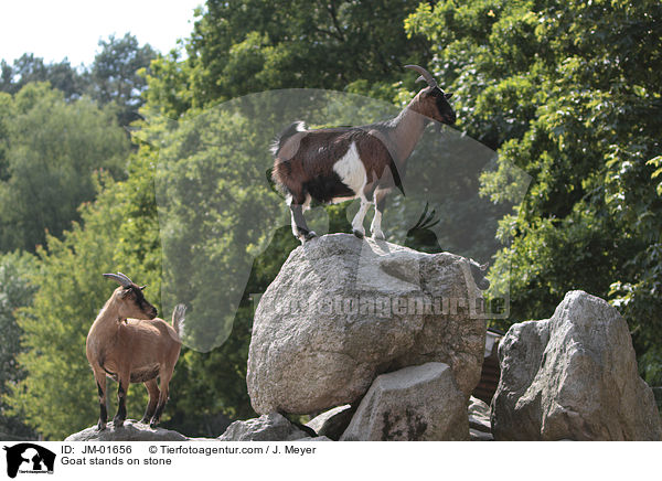 Ziege steht auf Stein / Goat stands on stone / JM-01656