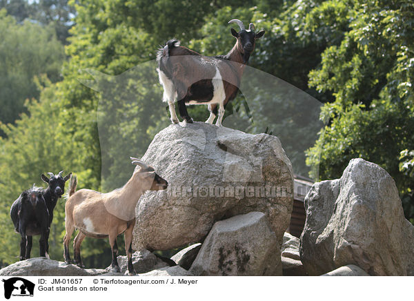 Ziege steht auf Stein / Goat stands on stone / JM-01657