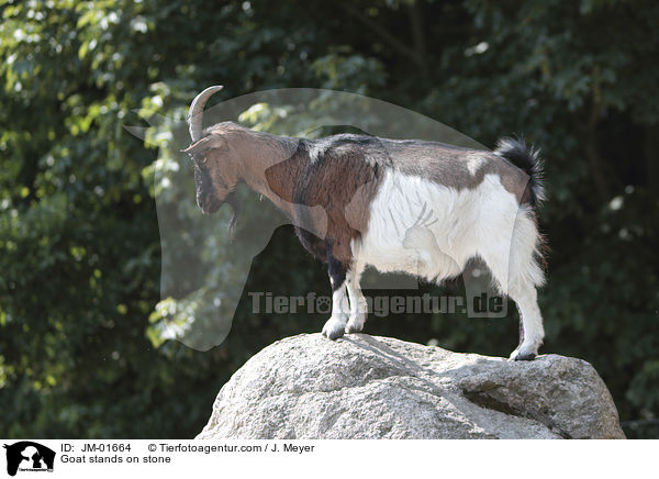 Ziege steht auf Stein / Goat stands on stone / JM-01664