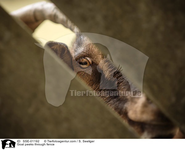 Ziege guckt durch Zaun / Goat peeks through fence / SSE-01192