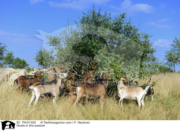 Goats in the pasture / FH-01302