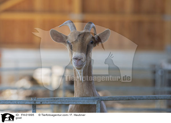 Ziege / goat / FH-01895
