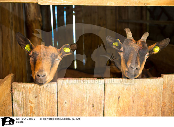 Ziegen / goats / SO-03572