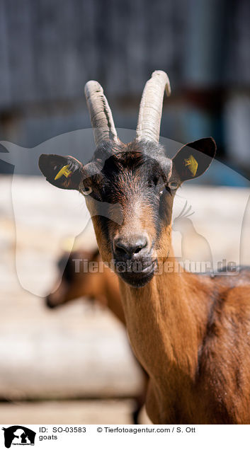 Ziegen / goats / SO-03583