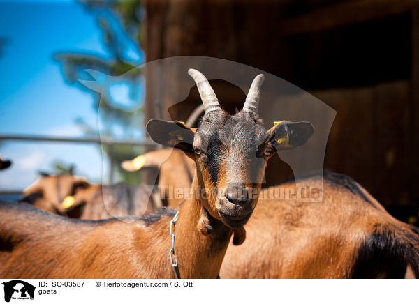 Ziegen / goats / SO-03587