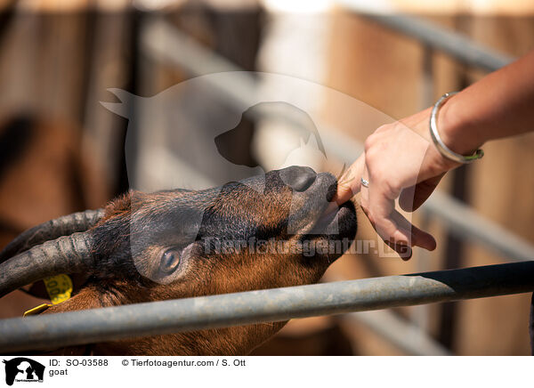 Ziege / goat / SO-03588