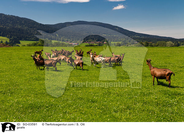 Ziegen / goats / SO-03591