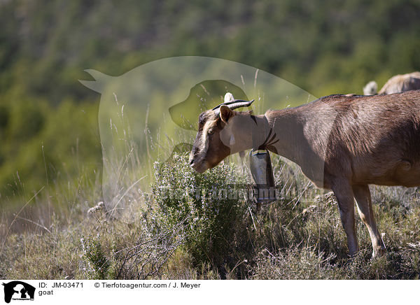 Ziege / goat / JM-03471