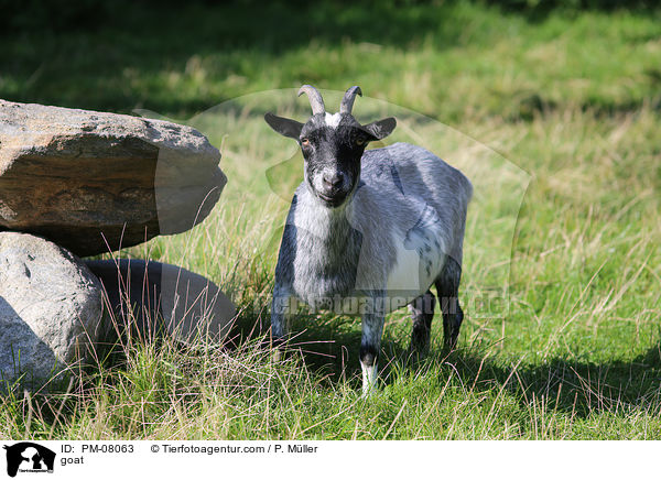 Ziege / goat / PM-08063