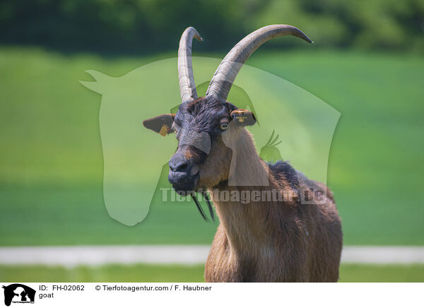 Ziege / goat / FH-02062