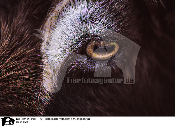 Ziege Auge / goat eye / MM-01666