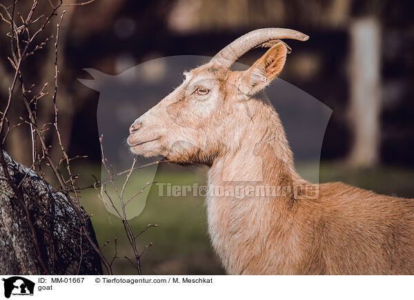 Ziege / goat / MM-01667