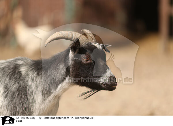 Ziege / goat / KB-07325