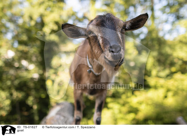 Ziege / goat / TS-01627