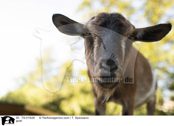 Ziege / goat / TS-01628
