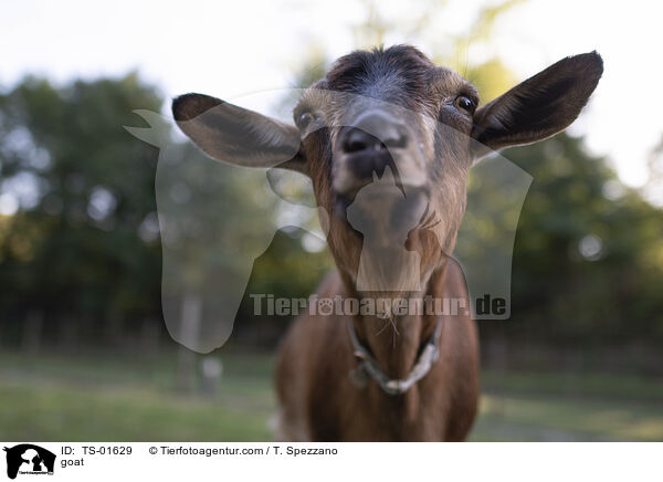 Ziege / goat / TS-01629