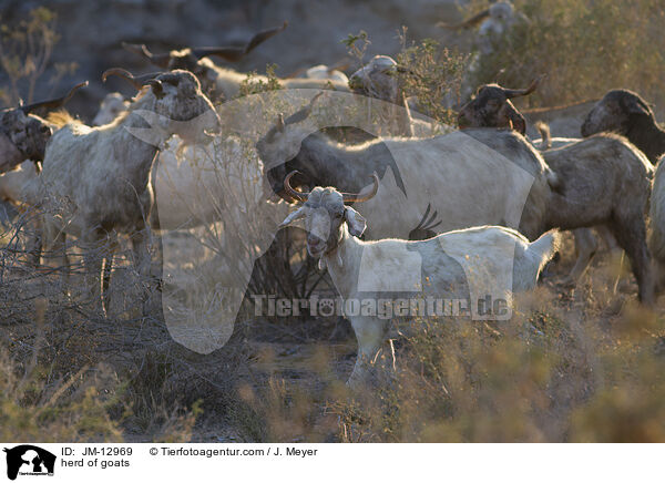 Ziegenherde / herd of goats / JM-12969