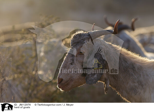 Ziegenherde / herd of goats / JM-12976
