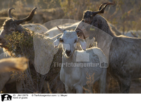 Ziegenherde / herd of goats / JM-12979