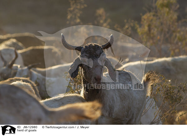 Ziegenherde / herd of goats / JM-12980