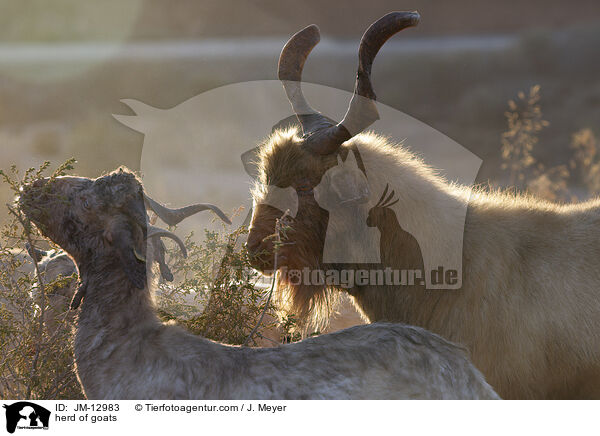 Ziegenherde / herd of goats / JM-12983