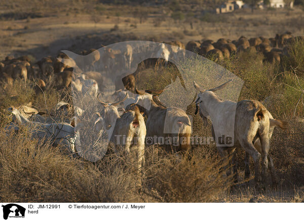 Herde / herd / JM-12991
