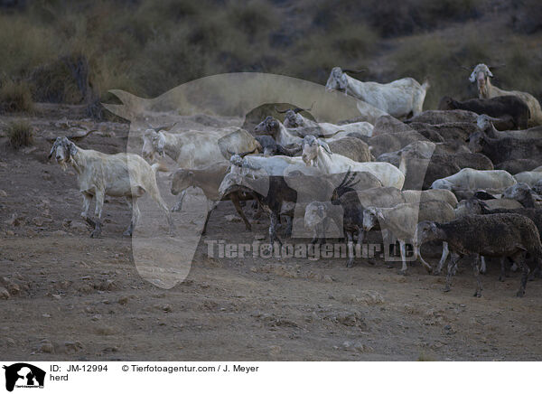 Herde / herd / JM-12994