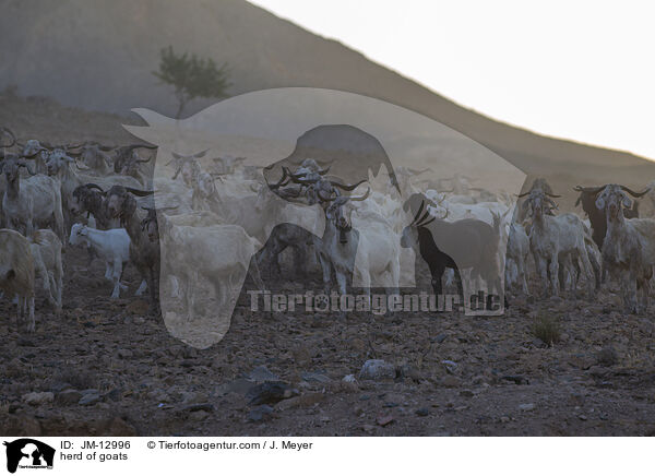 Ziegenherde / herd of goats / JM-12996