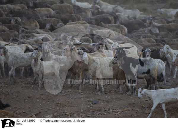 Herde / herd / JM-12999