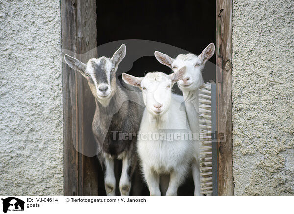 Ziegen / goats / VJ-04614