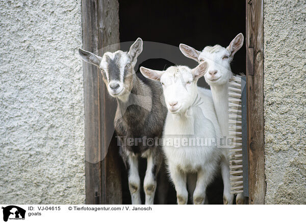 Ziegen / goats / VJ-04615