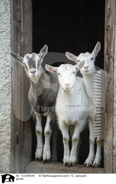 Ziegen / goats / VJ-04616