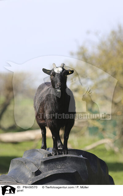 Ziege / goat / PM-08570