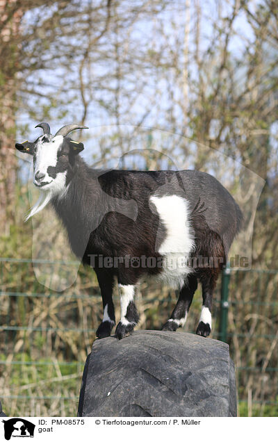 Ziege / goat / PM-08575