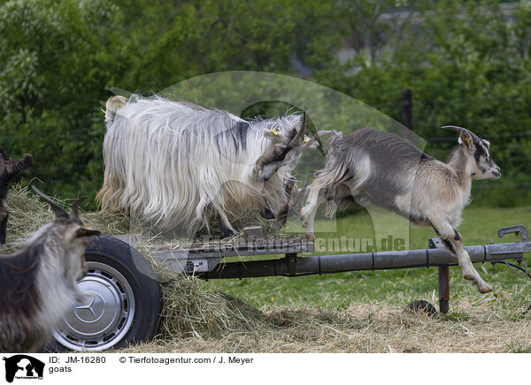 Ziegen / goats / JM-16280