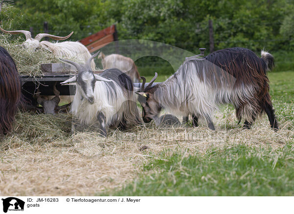 Ziegen / goats / JM-16283